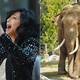 Illustration for article titled Cher Really Wants You to Care About an Elephant Named Billy